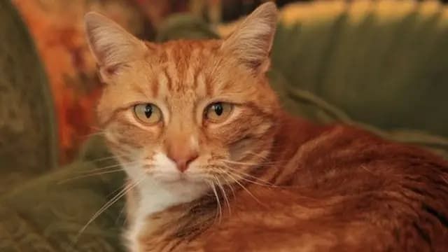 A Bright New Day for Senior Cat Nocturne