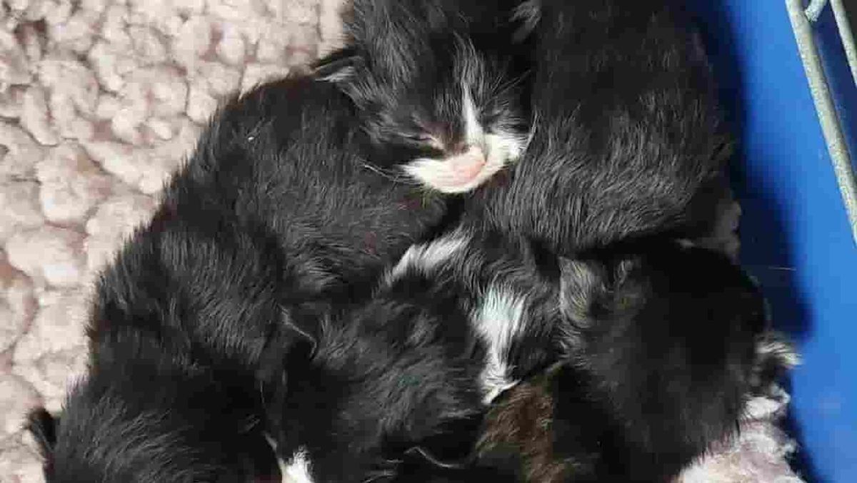 Police rescue kittens while attending reports of Porirua burglary