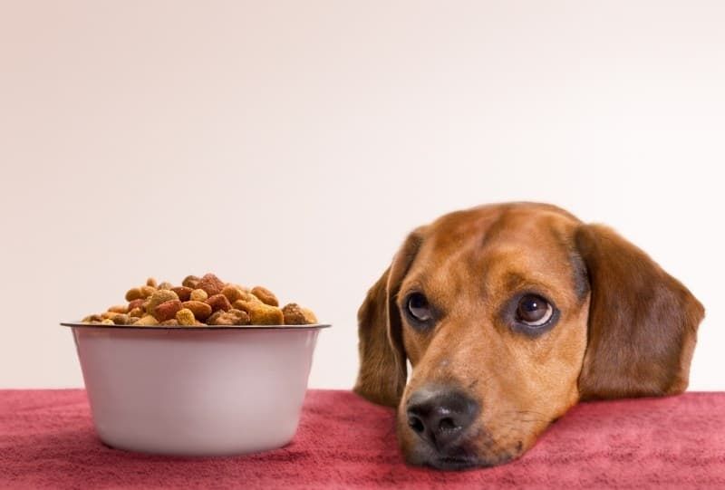 Best wet and dry dog foods: The top 11 brands for your pet