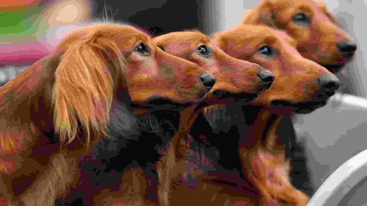 Pet owners beware: Dog and cat food recalled over potential health risks