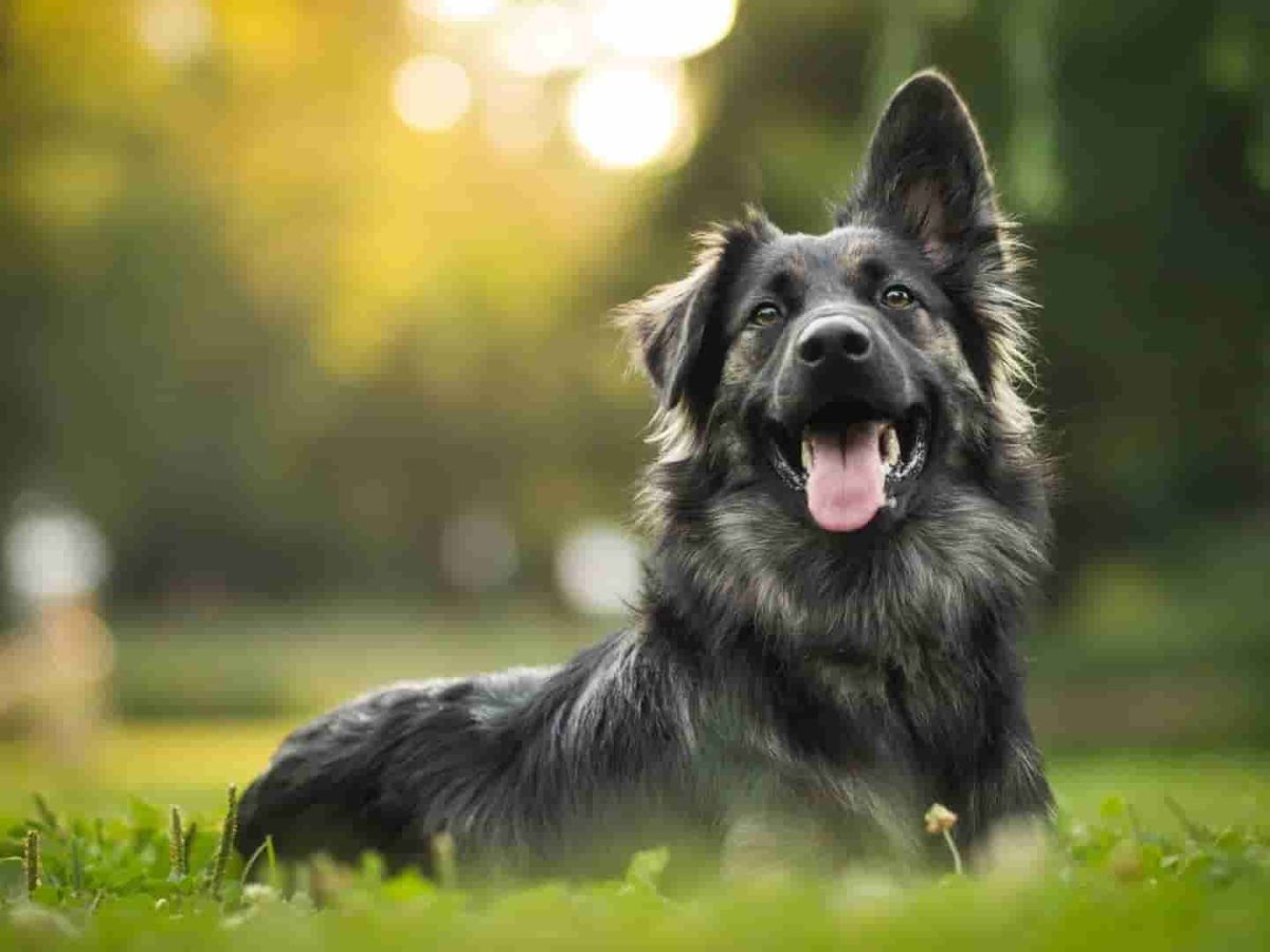 Puppy re-christened ‘Jet Blue’ after original owner arrested for abandoning dog at airport check-in