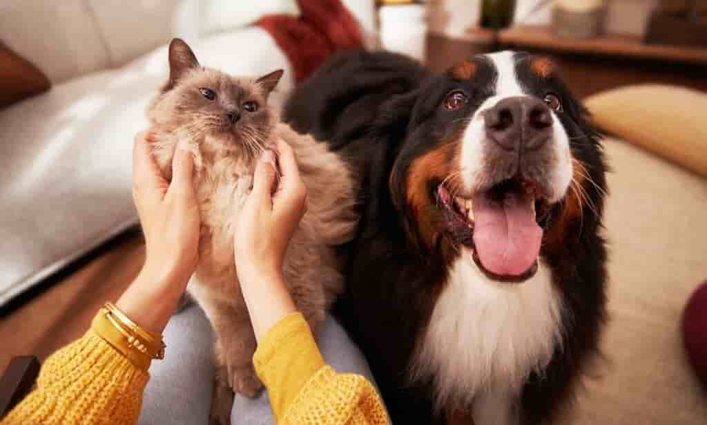 Another raw pet food recall is tied to illness and death in cats