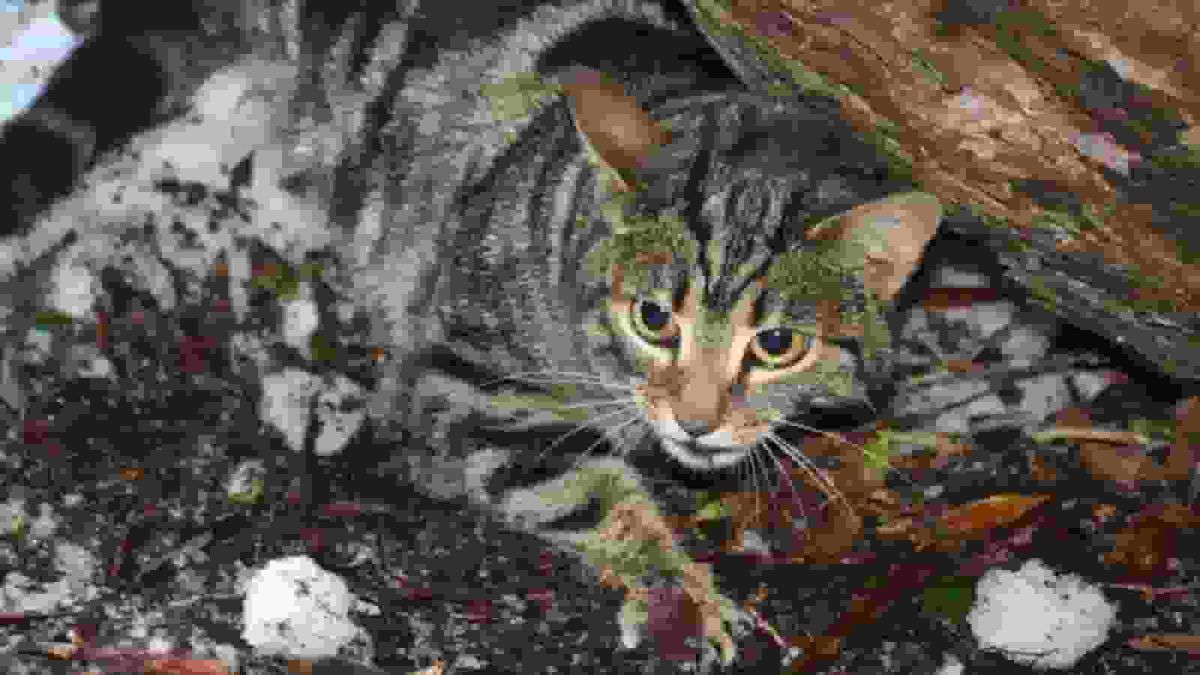 Cat killing competition for children cancelled in New Zealand after backlash