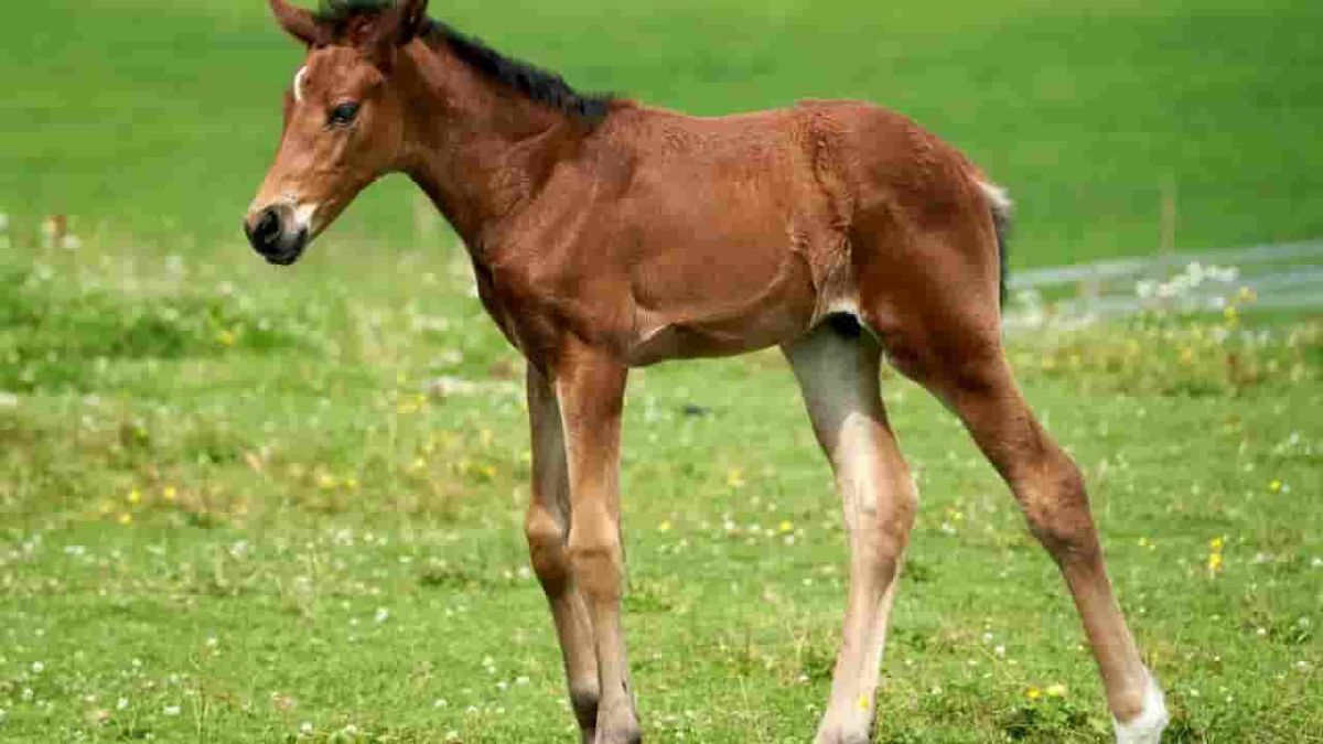 Foal Born in Rescue Grows Up to Be the Most 'Aggressively Affectionate' Horse Anyone Has Seen