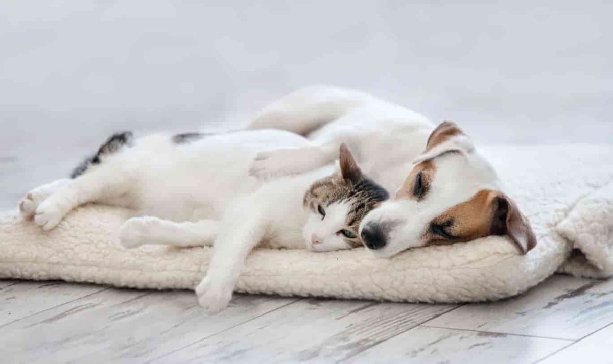 How to keep your pets safe in the cold as record-breaking freeze slams US