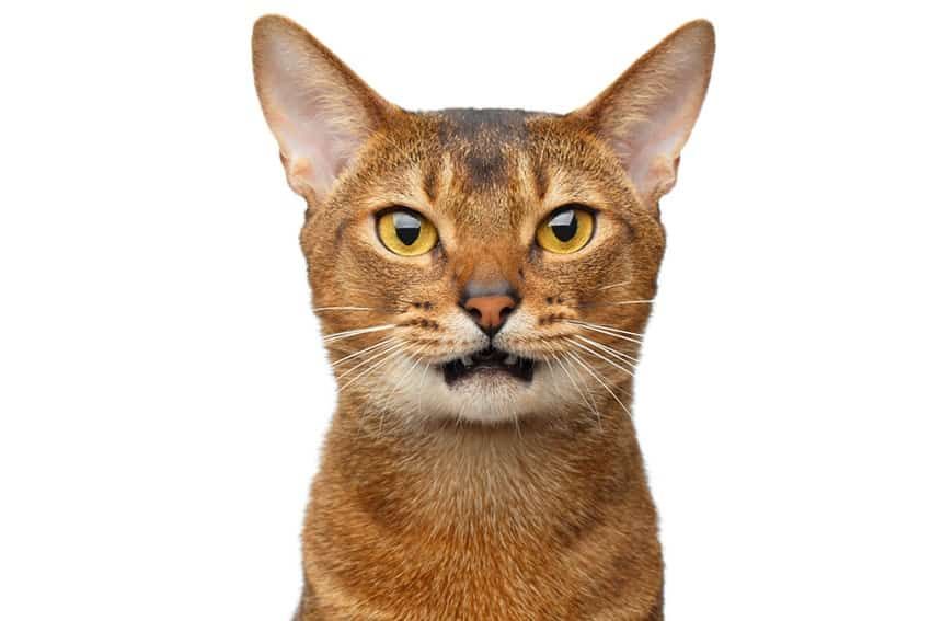 The Best Automatic Litter Boxes Tested by Our Spoiled Cats