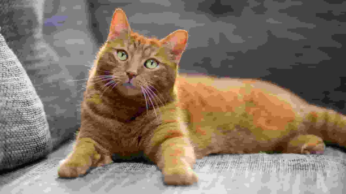 52 cats seized from Citrus County animal rescue volunteer’s home that had dead cat in bathroom: CCSO
