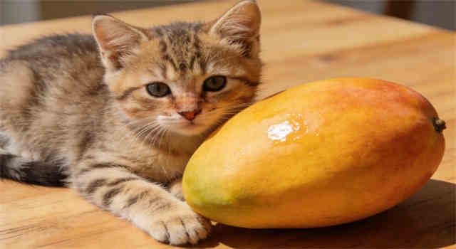 Is Mango Safe for Cats? Here's What You Need to Know About the Sweet Pitted Fruit