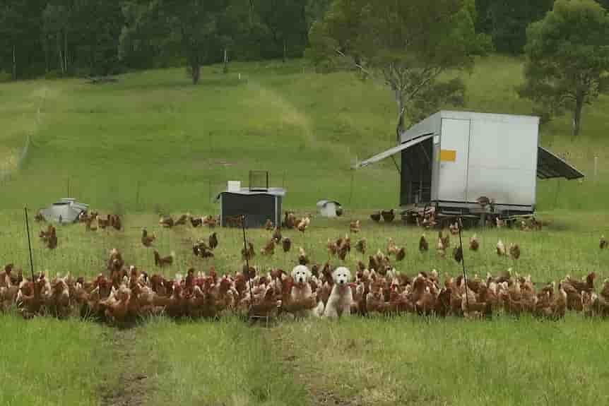 Maremma working dog puppies taken by tractor across flooded creek as wet seeps in