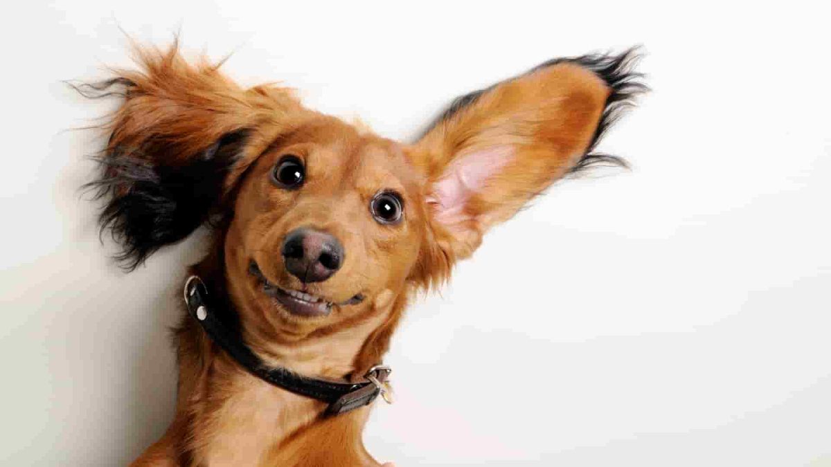 A Few “Genius” Dogs Can Learn Words Quickly