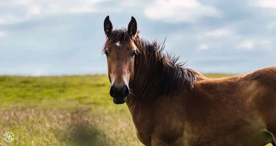Scientists Explore Horse Whinnies and Sneaker Squeaks