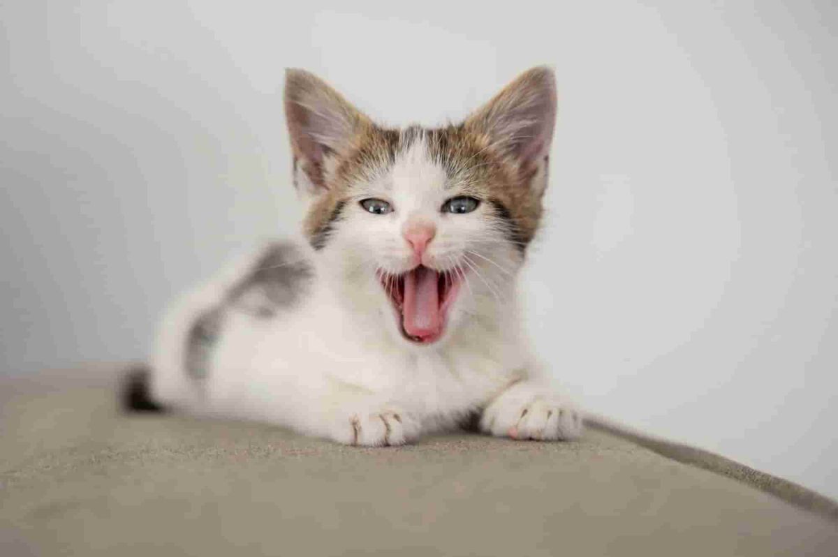 Cat Diet Guide: What Should I Feed My Cat?