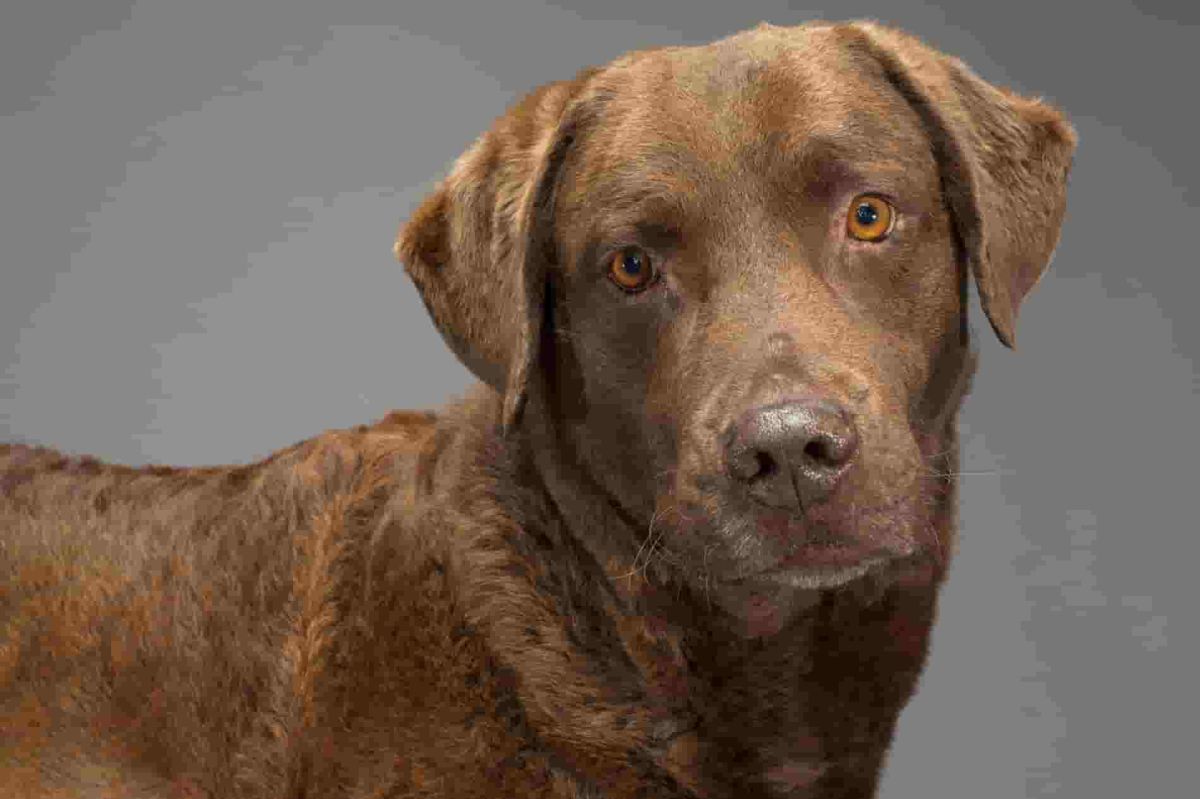 Owners Rescue Dog From Korean Meat Trade, Then Come ‘Surprise’ DNA Results