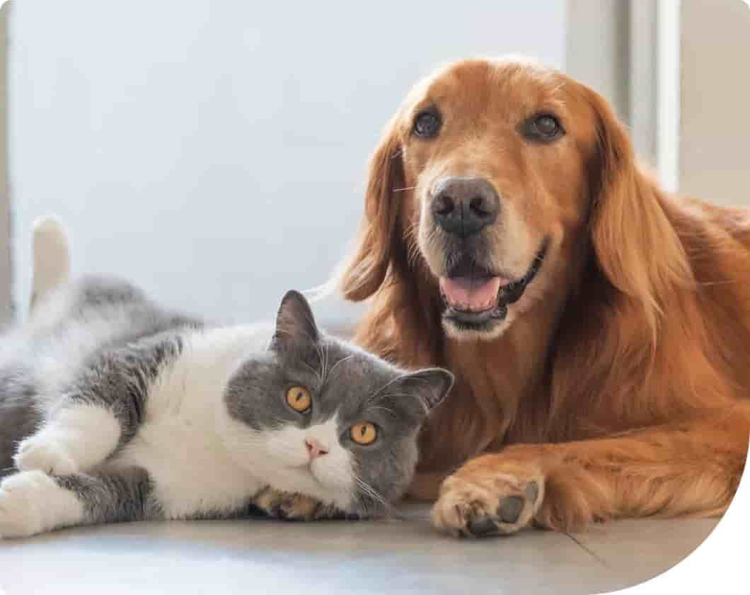 The cost of owning a pet has skyrocketed. Here are some tips to trim rising expenses