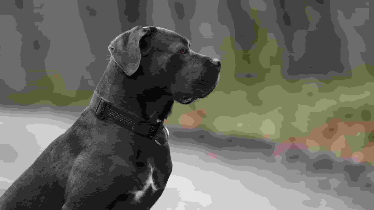 Woman Rewatches Video of Dog Running—Can’t Believe What She Missed