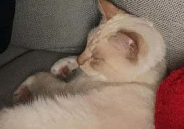 'Sitting on our armchair': Meet Bentley, Bondi's most famous cat