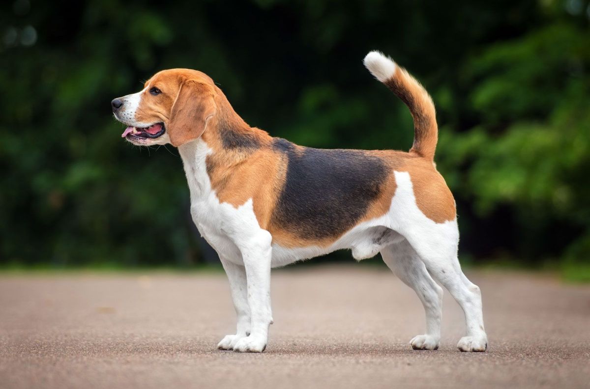 Dog attacks keep happening in NZ. Why hasn’t the law kept up?
