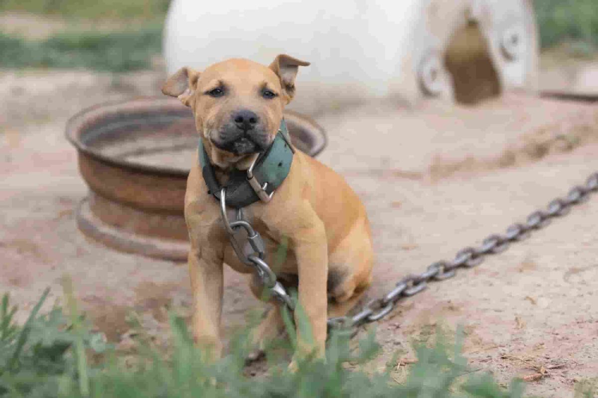More than 150 dogs rescued from dogfighting operation in South Carolina