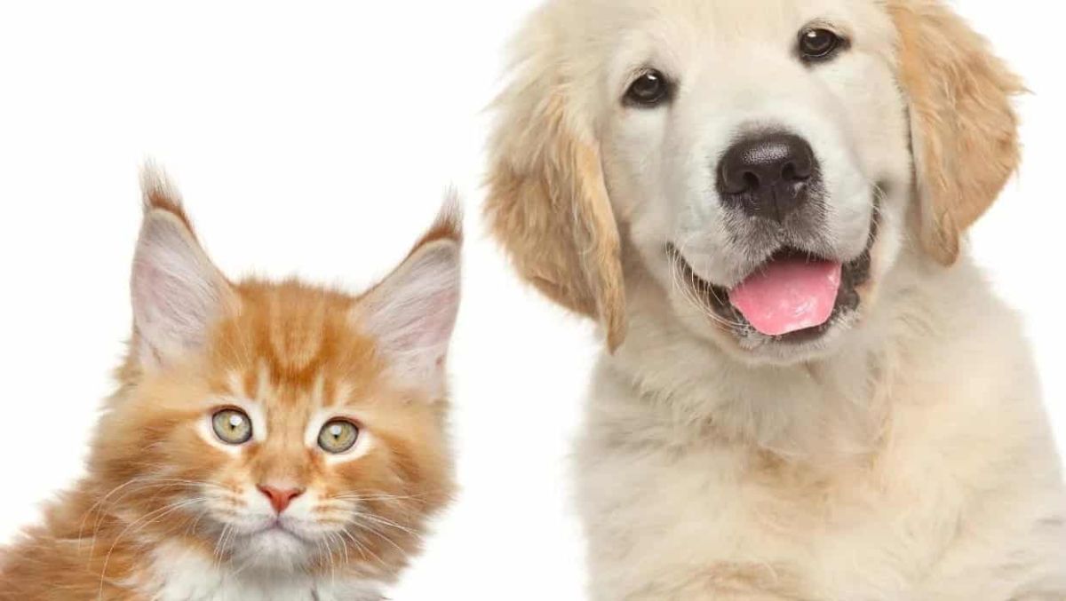 The most popular pet names in NZ this year