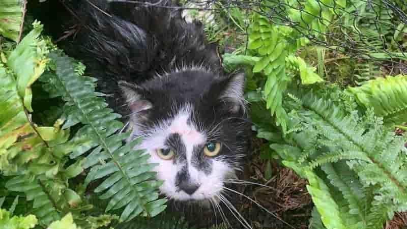 Pet cat severely injured in illegal backyard trap sparks RSPCA appeal to find person responsible