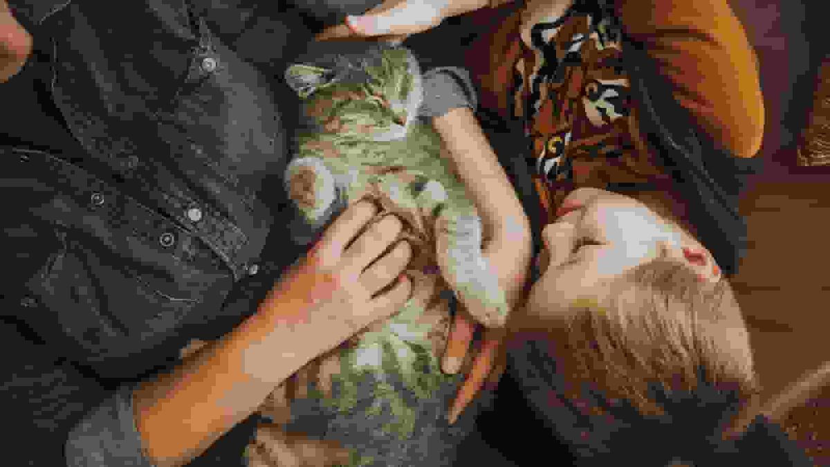 Cats are as good as dogs at helping us beat stress
