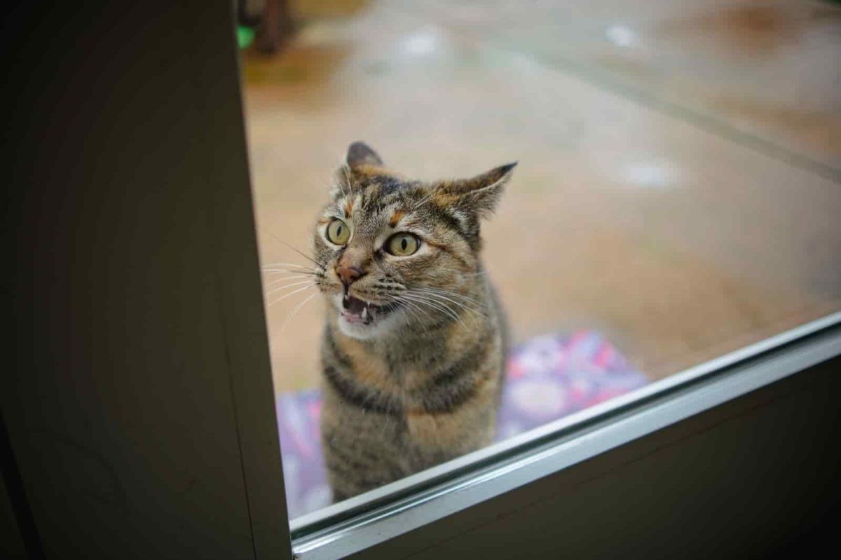 Owner Overjoyed To Find Missing Cat—Unprepared for Who Arrives Weeks Later