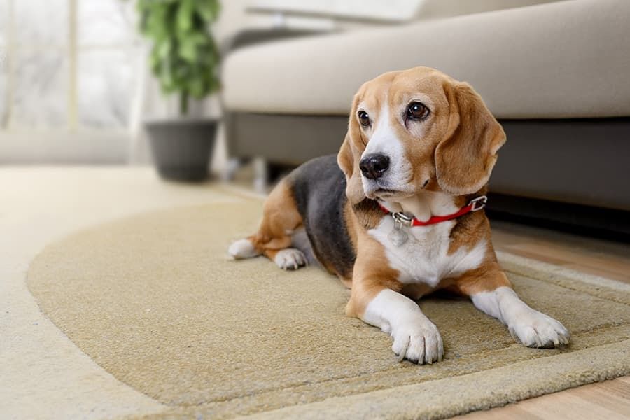 Dog Walking Tips for Hot Weather
