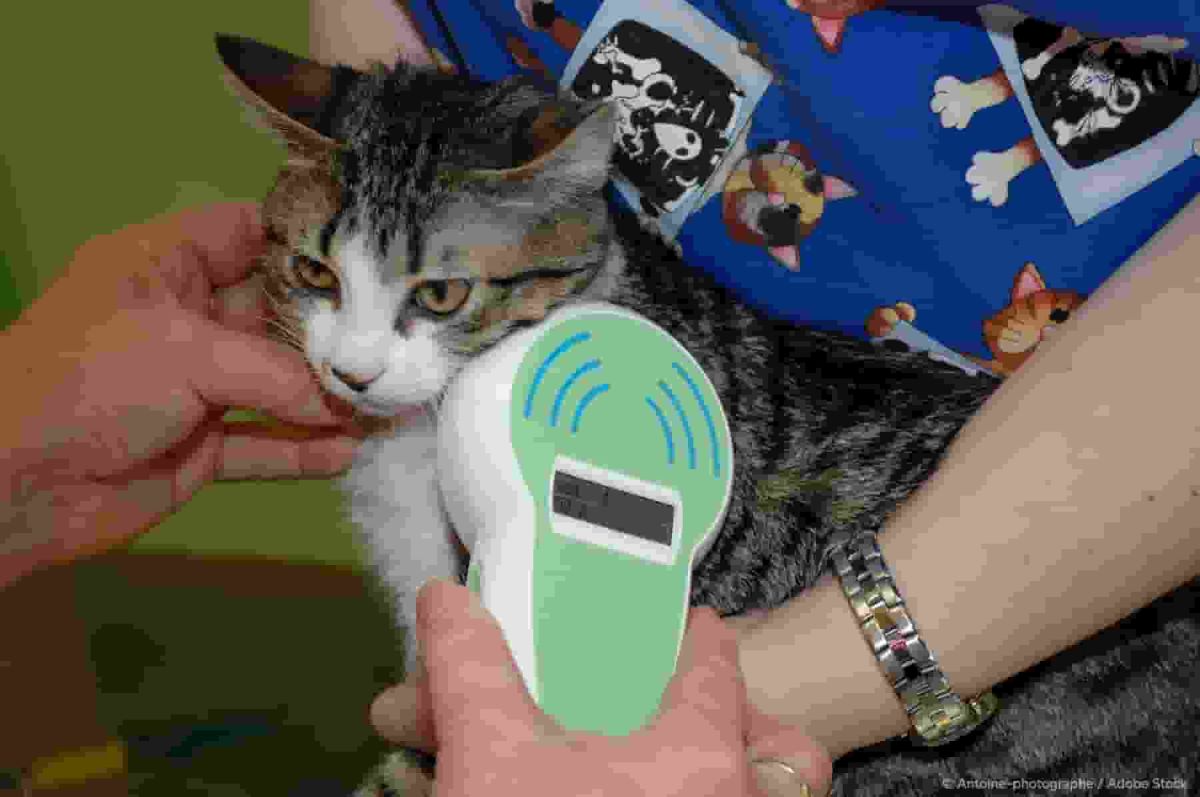 First EU rules to protect cats and dogs from abuses