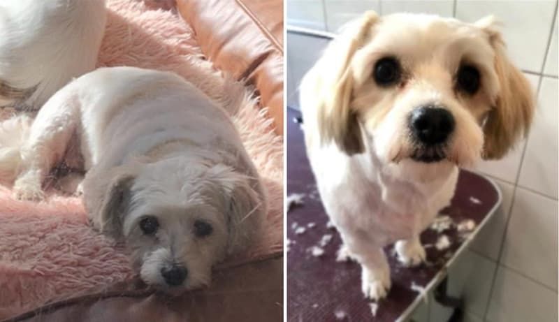 Police search for dog stolen from elderly woman with dementia in Victoria