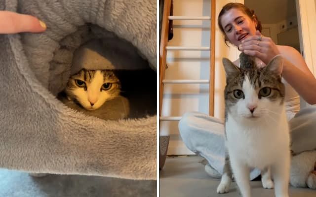 Foster Cat Was Too Scared to Come Out—Then on Day 5 a Breakthrough Happened