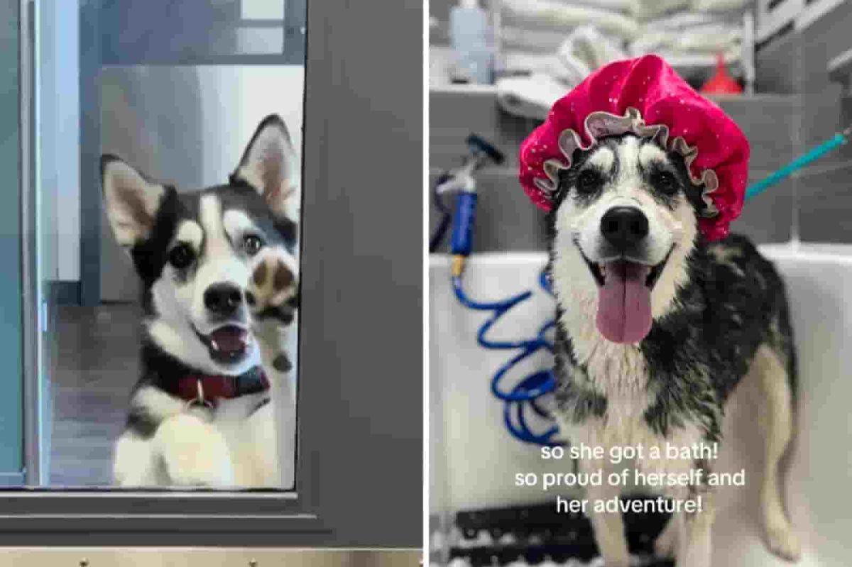 Dog Skips Vet Appointment to Show Up at Daycare Unannounced: ‘Zero Remorse’