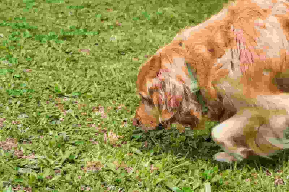 Golden Retriever Stretches His Paw To Touch Fence, Then Owner Realizes Why