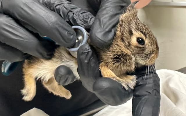 Did you find an animal nesting near your house? Here's what to do