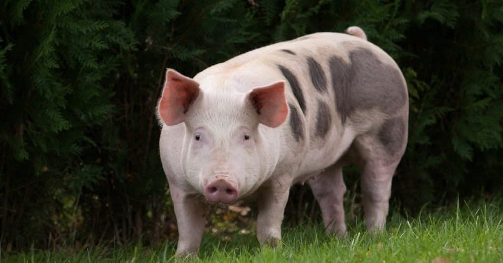 Hearts Melt at How Pregnant Piglet Is ‘Nesting’ Before Giving Birth