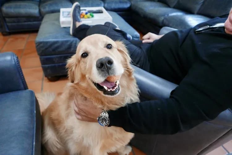Want a ‘Golden Retriever‑Type’ Dog but Have Allergies? Try These Breeds