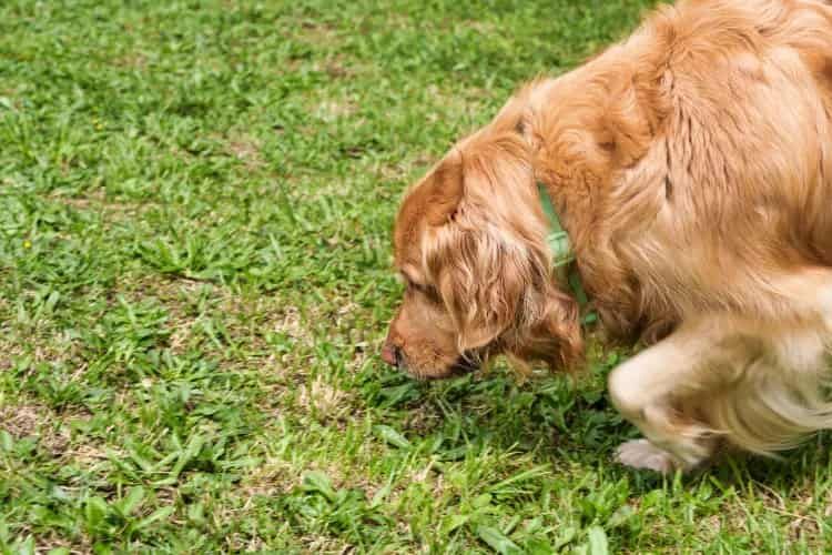 Golden Retriever Stretches His Paw To Touch Fence