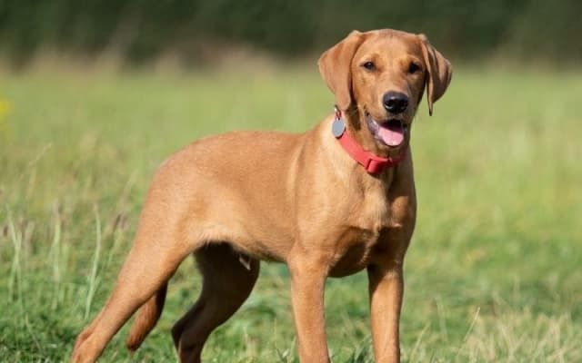 Seven At-Home Tests You Can Do to See How Smart Your Dog Is