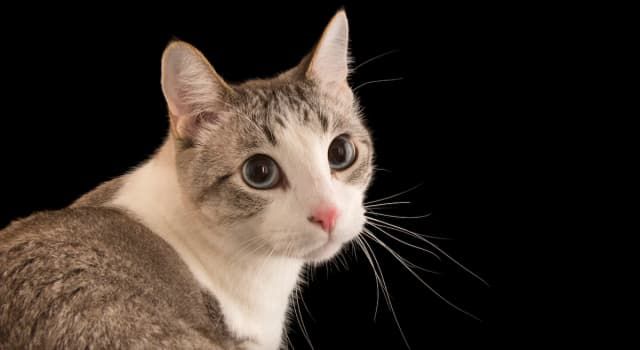 How Deaf Cat Tells Owner ‘What He Wants’ Amazes Internet