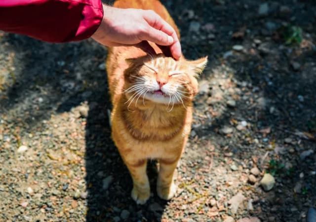 Man Is Definitely ‘Not a Cat Person’ Then Something Shows Up in Backyard
