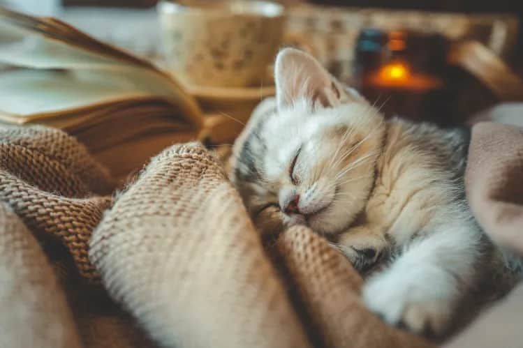 Grieving Mama Cat Loses 3 Kittens, What She Does With Last One Breaks Heart