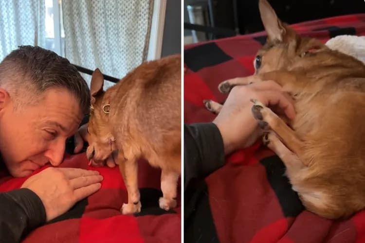 Tears at Moment Senior Dog ‘Trusts’ Foster Carer for First Time