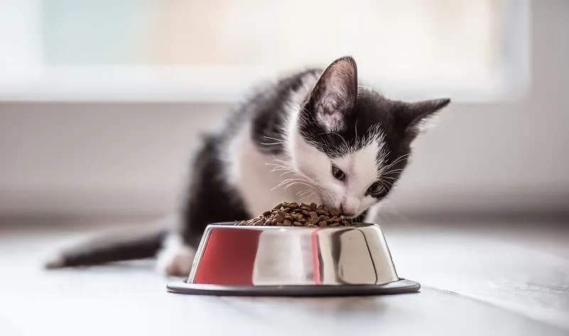 The benefits of super premium cat food?