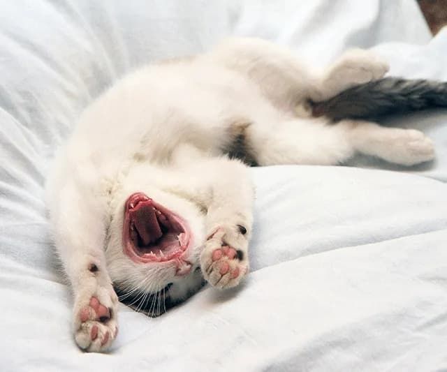 How to clean your cat’s teeth at home: dental care tips for cats