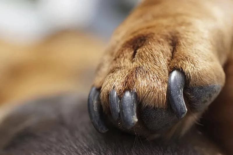 Do you need to trim your dog’s nails?