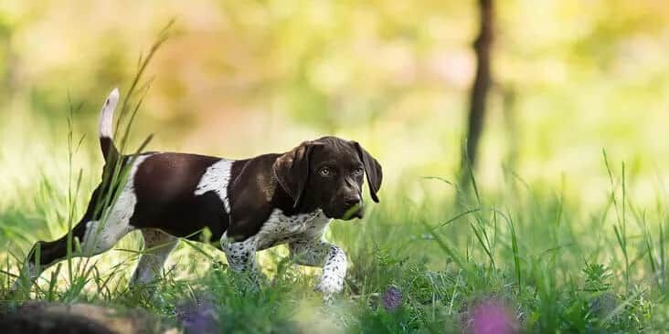 Intestinal worms in dogs: what you need to know