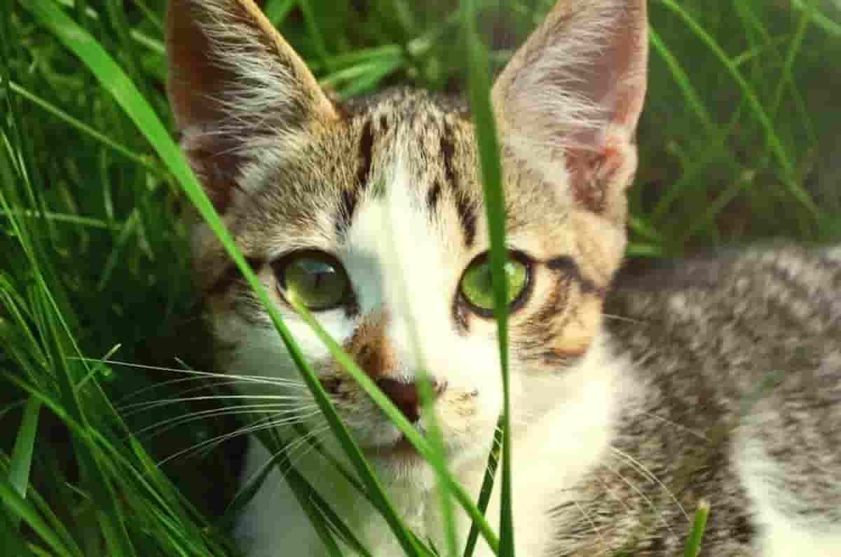Why is my cat eating grass?