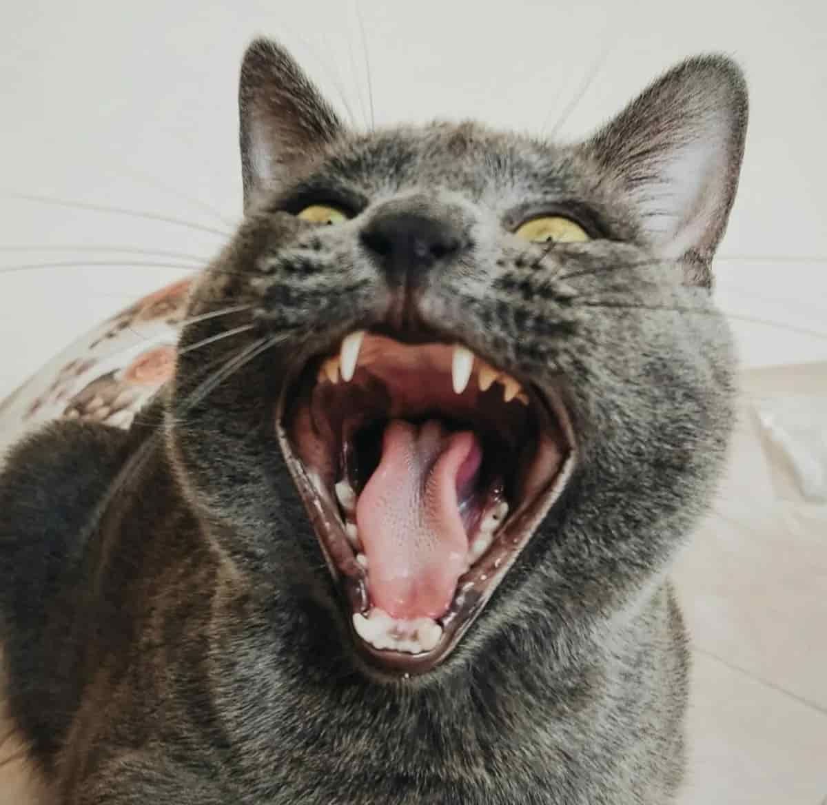 Dental disease in cats: signs, causes, and treatment