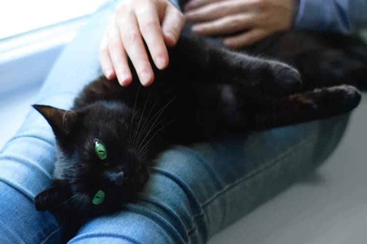Cat’s Unusual ‘Nightly Ritual’ Goes Viral—Viewers Have Questions