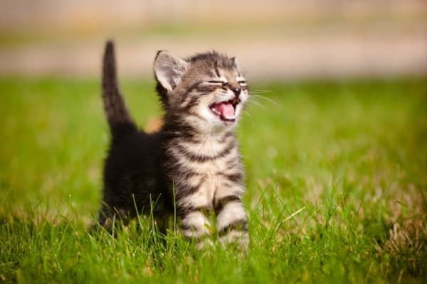 Tears at Devastating Note Left With Kittens Abandoned in Park