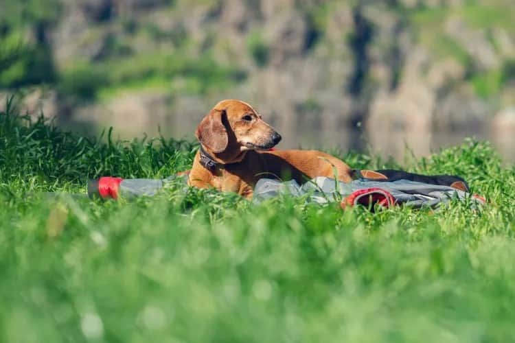 Puppy Mill Survivor Suffers Years Neglect—but There’s a Heartwarming Twist